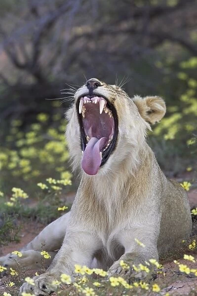 Young male lion (Panthera leo) yawning