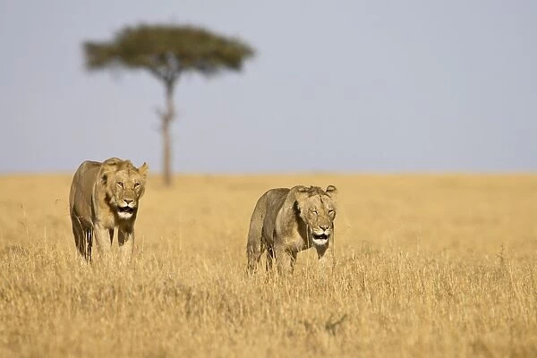 Two young male lions (Panthera leo)