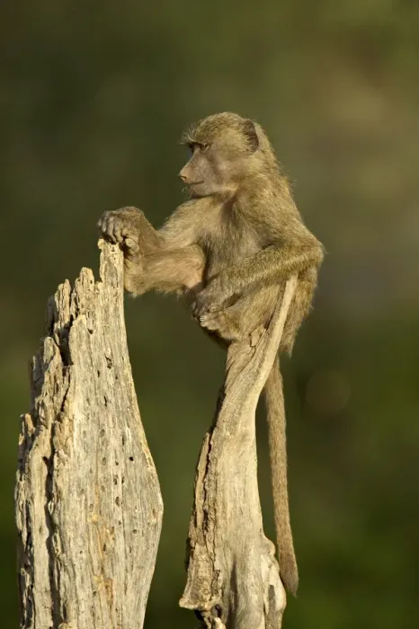 Framed Print : Young, male olive baboon (Papio cynocephalus anubis) sitting atop a tree trunk Framed Print : Young, male olive baboon (Papio cynocephalus anubis) sitting atop a tree trunk