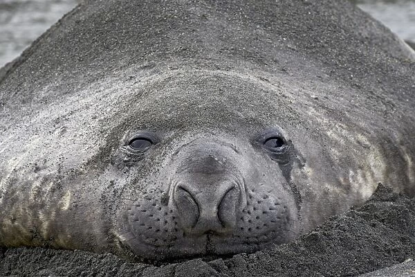 Young male Southern Elephant Seal or Sea Elephant