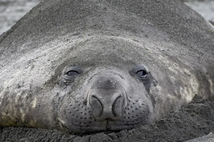 Framed Print : Young male Southern Elephant Seal or Sea Elephant Framed Print : Young male Southern Elephant Seal or Sea Elephant