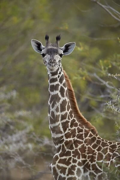 Young Masai giraffe (Giraffa camelopardalis tippelskirchi), Selous Game Reserve, Tanzania