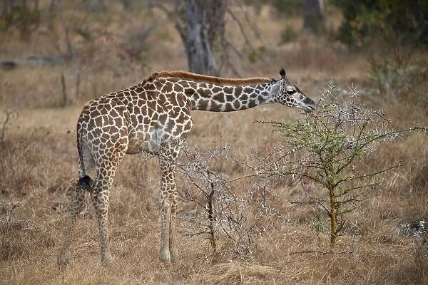 Young Masai giraffe (Giraffa camelopardalis tippelskirchi) feeding, Selous Game Reserve