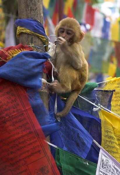 Young monkey sitting on prayer flags tied on a pole