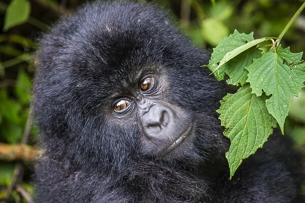 Young mountain gorilla (Gorilla beringei beringei) in the Virunga National Park