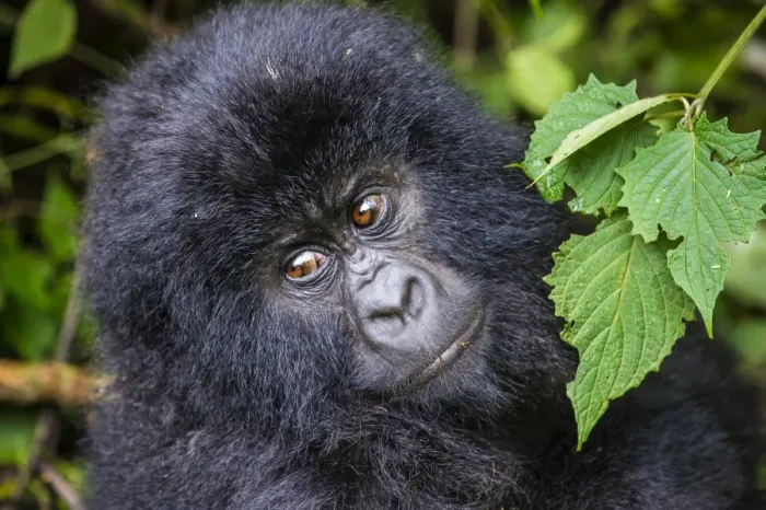 Framed Print : Young mountain gorilla (Gorilla beringei beringei) in the Virunga National Park Framed Print : Young mountain gorilla (Gorilla beringei beringei) in the Virunga National Park