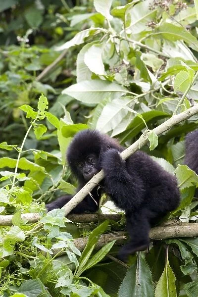 Young mountain gorilla (Gorilla gorilla beringei)