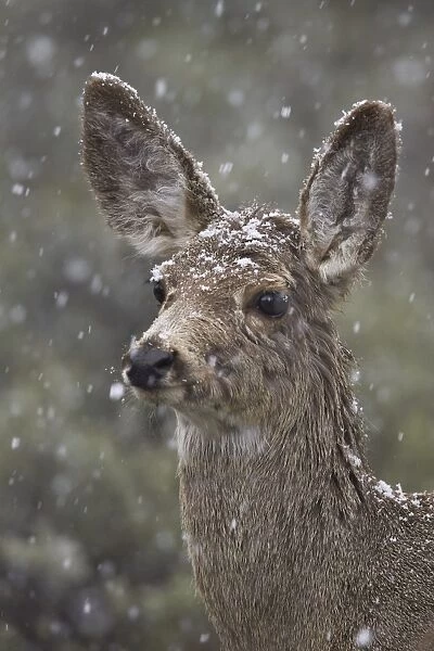 Young mule deer (Odocoileus hemionus) in a snow storm in the spring, Yellowstone National Park, Wyoming, United States of America, North America