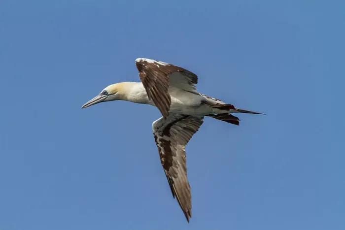 Framed Print : Young northern gannet (Morus bassanus) in flight near Ile des Oiseaux in the Parc National du Delta du Saloum, UNESCO World Heritage Site, Senegal, West Africa, Africa Framed Print : Young northern gannet (Morus bassanus) in flight near Ile des Oiseaux in the Parc National du Delta du Saloum, UNESCO World Heritage Site, Senegal, West Africa, Africa