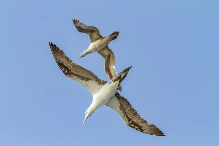 Framed Print : Young northern gannets (Morus bassanus) in flight near Ile des Oiseaux in the Parc National du Delta du Saloum, UNESCO World Heritage Site, Senegal, West Africa, Africa Framed Print : Young northern gannets (Morus bassanus) in flight near Ile des Oiseaux in the Parc National du Delta du Saloum, UNESCO World Heritage Site, Senegal, West Africa, Africa