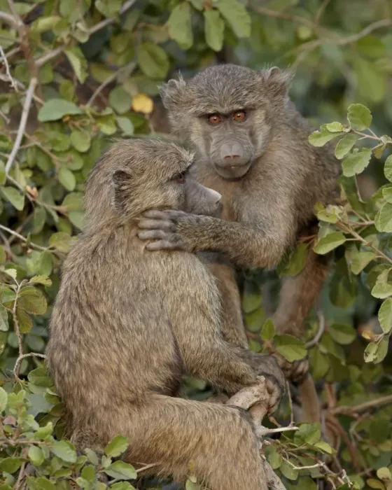 Framed Print : Two young Olive baboons (Papio cynocephalus anubis), Serengeti National Park Framed Print : Two young Olive baboons (Papio cynocephalus anubis), Serengeti National Park