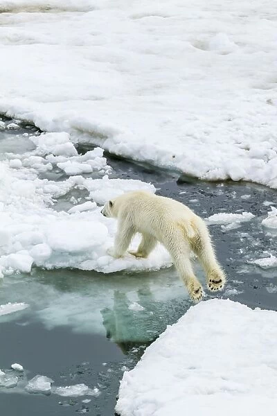 Young polar bear (Ursus maritimus) on the ice in Bear Sound, Spitsbergen Island, Svalbard, Norway, Scandinavia, Europe