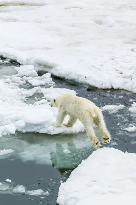Framed Print : Young polar bear (Ursus maritimus) on the ice in Bear Sound, Spitsbergen Island, Svalbard, Norway, Scandinavia, Europe Framed Print : Young polar bear (Ursus maritimus) on the ice in Bear Sound, Spitsbergen Island, Svalbard, Norway, Scandinavia, Europe