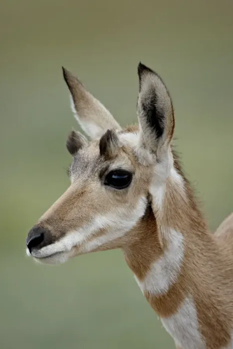 Framed Print : Young pronghorn (Antilocapra americana), Custer State Park, South Dakota Framed Print : Young pronghorn (Antilocapra americana), Custer State Park, South Dakota
