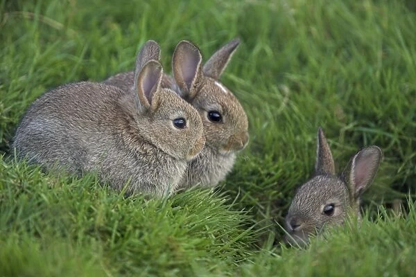 Young rabbits (Oryctolagus cuniculas), outside burrow, Teesdale, County Durham