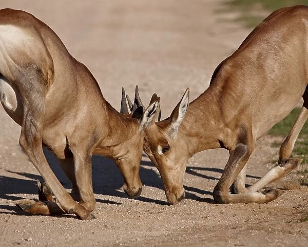 Two young red hartebeest (Alcelaphus buselaphus) sparring, Addo Elephant National Park