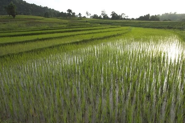 Young rice paddies in terraces in evening sun near village of Poattap Poap