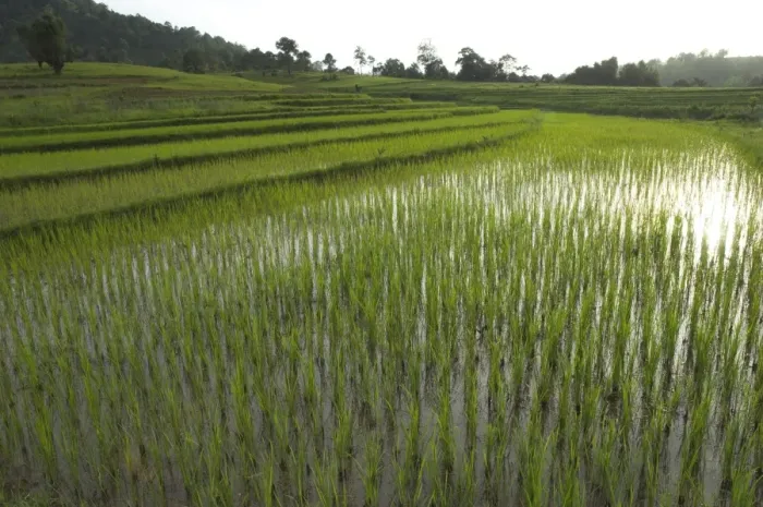 Framed Print : Young rice paddies in terraces in evening sun near village of Poattap Poap Framed Print : Young rice paddies in terraces in evening sun near village of Poattap Poap