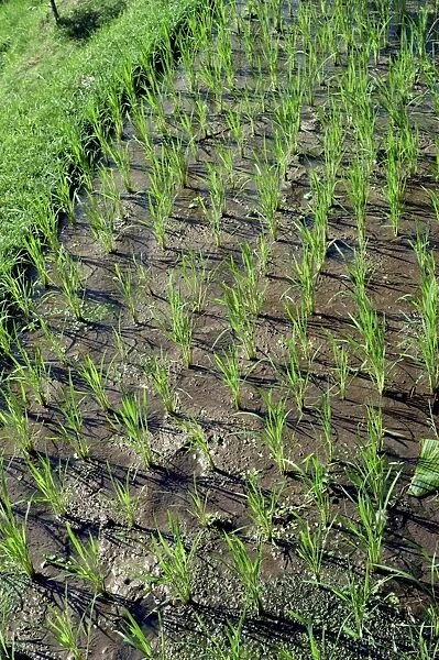 Young rice plants