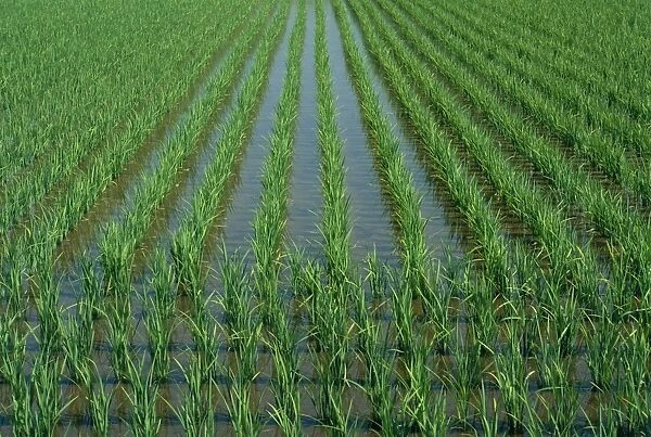Young rice plants in a field in Japan