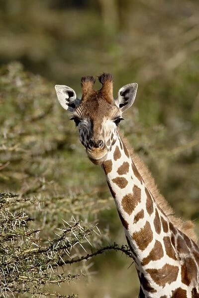 Young Rothschilds giraffe (Giraffa camelopardalis rothschildi), Lake Nakuru National Park