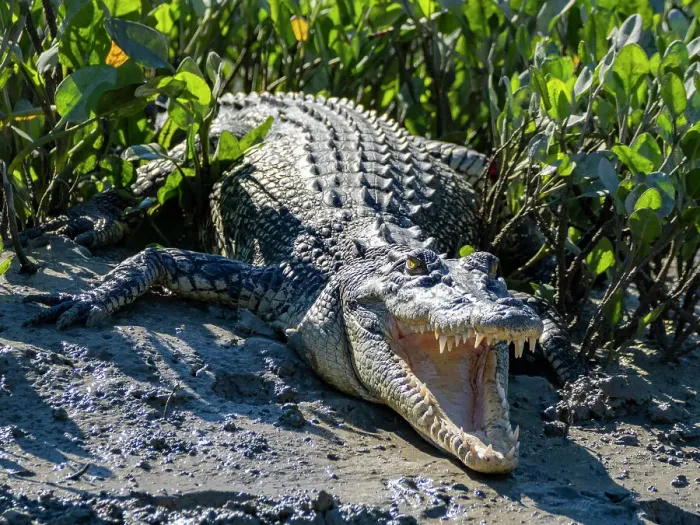 Framed Print : A young saltwater crocodile (Crocodylus porosus), sunning itself on the banks of Porosus Creek, Kimberley, Western Australia, Australia, Pacific Framed Print : A young saltwater crocodile (Crocodylus porosus), sunning itself on the banks of Porosus Creek, Kimberley, Western Australia, Australia, Pacific