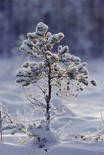 Young Scots pine covered in snow in winter