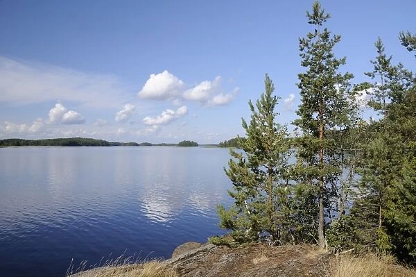 Young Scots pine trees (Pinus sylvestris) growing near rocky shore of Lake Saimaa, near Savonlinna, Finland, Scandinavia, Europe
