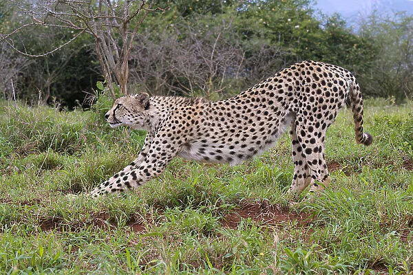 Young Southeast African cheetah (Acinonyx jubatus jubatus) stretching in the savannah, Kwazulu Natal Province, South Africa, Africa