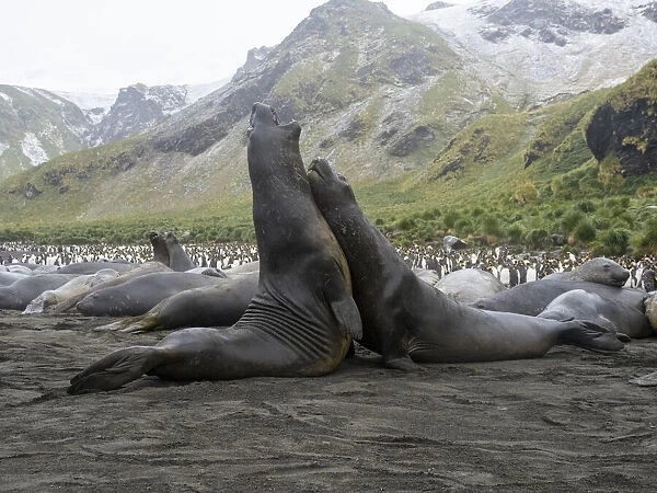 Young Southern elephant seal (Mirounga leonina) bulls mock fighting at Gold Harbour, South Georgia, South Atlantic, Polar Regions