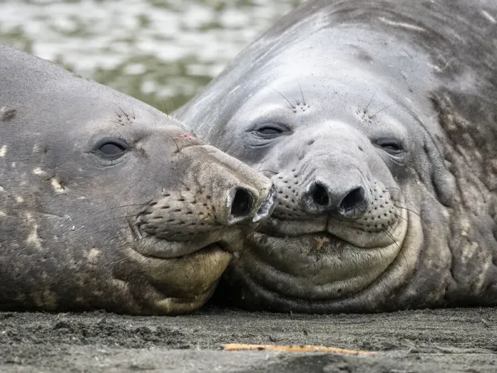 Framed Print : Young Southern elephant seal (Mirounga leonina), bulls lying near each other at Gold Harbour, South Georgia, South Atlantic, Polar Regions Framed Print : Young Southern elephant seal (Mirounga leonina), bulls lying near each other at Gold Harbour, South Georgia, South Atlantic, Polar Regions