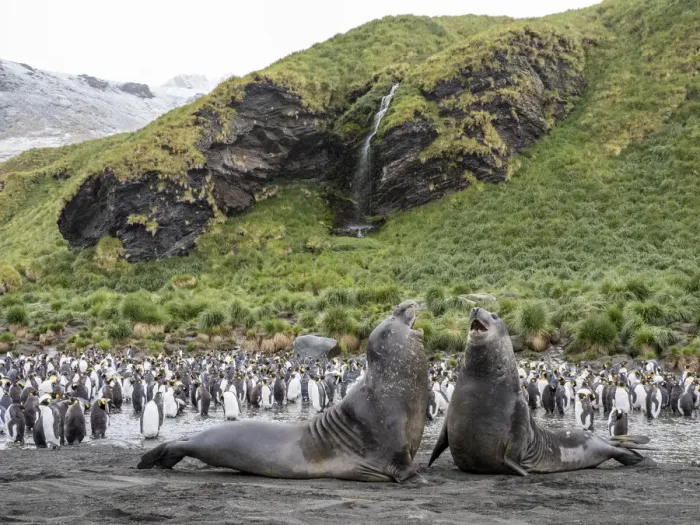 Framed Print : Young Southern elephant seal (Mirounga leonina), bulls mock fighting at Gold Harbour, South Georgia, South Atlantic, Polar Regions Framed Print : Young Southern elephant seal (Mirounga leonina), bulls mock fighting at Gold Harbour, South Georgia, South Atlantic, Polar Regions