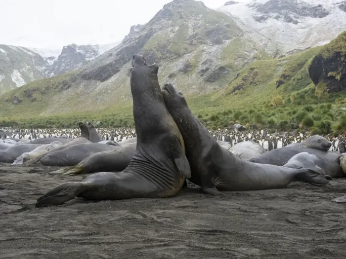 Framed Print : Young Southern elephant seal (Mirounga leonina) bulls mock fighting at Gold Harbour, South Georgia, South Atlantic, Polar Regions Framed Print : Young Southern elephant seal (Mirounga leonina) bulls mock fighting at Gold Harbour, South Georgia, South Atlantic, Polar Regions