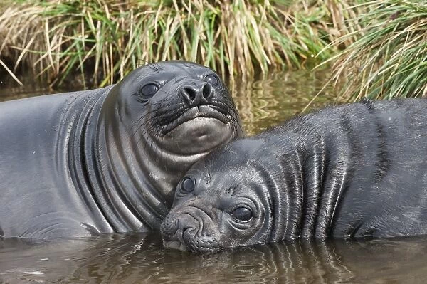 Two young Southern elephant seals (Mirounga leonina) playing in the water, Fortuna Bay, South Georgia Island, Polar Regions