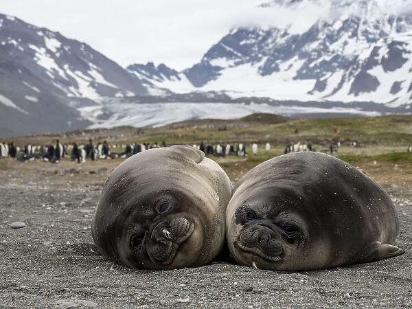 Young southern elephant seals (Mirounga leoninar), on the beach in St