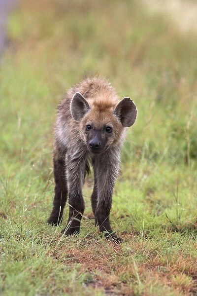 Young spotted hyena (Crocuta crocuta)