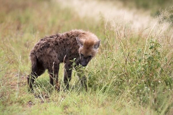 Young spotted hyena (Crocuta crocuta)
