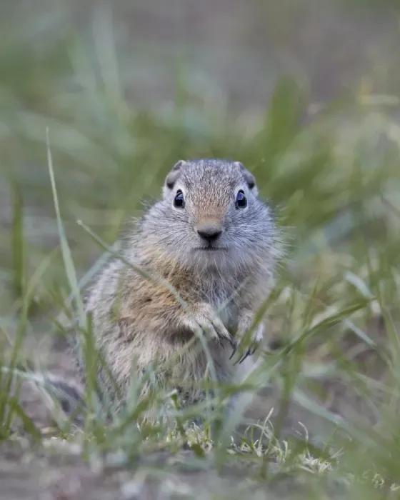 Framed Print : Young Uinta Ground Squirrel (Urocitellus armatus), Yellowstone National Park, Wyoming, United States of America, North America Framed Print : Young Uinta Ground Squirrel (Urocitellus armatus), Yellowstone National Park, Wyoming, United States of America, North America