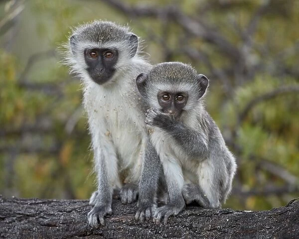 Two young Vervet Monkey (Chlorocebus aethiops), Mountain Zebra National Park, South Africa