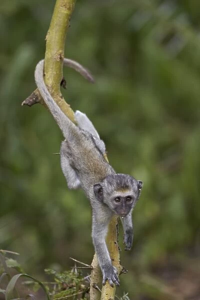 Young vervet monkey (Chlorocebus aethiops) climbing a tree, Ngorongoro Crater, Tanzania, East Africa, Africa