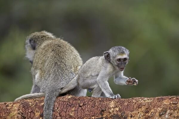 Young vervet monkey (Chlorocebus aethiops), Ngorongoro Crater, Tanzania, East Africa, Africa