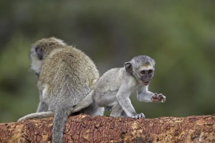 Framed Print : Young vervet monkey (Chlorocebus aethiops), Ngorongoro Crater, Tanzania, East Africa, Africa Framed Print : Young vervet monkey (Chlorocebus aethiops), Ngorongoro Crater, Tanzania, East Africa, Africa