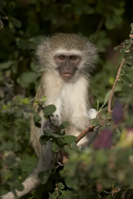 Framed Print : Young Vervet Monkey (Chlorocebus aethiops), Kruger National Park, South Africa, Africa Framed Print : Young Vervet Monkey (Chlorocebus aethiops), Kruger National Park, South Africa, Africa