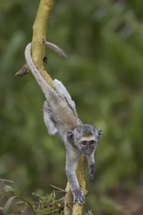Framed Print : Young vervet monkey (Chlorocebus aethiops) climbing a tree, Ngorongoro Crater, Tanzania, East Africa, Africa Framed Print : Young vervet monkey (Chlorocebus aethiops) climbing a tree, Ngorongoro Crater, Tanzania, East Africa, Africa