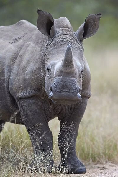 Young white rhinoceros (Ceratotherium simum), Kruger National Park, South Africa, Africa