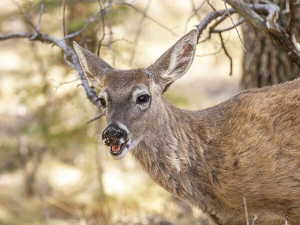 An young white-tailed deer (Odocoileus virginianus), Big Bend National Park, Texas, United States of America, North America