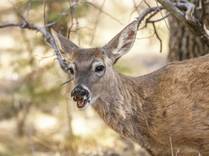 Framed Print : An young white-tailed deer (Odocoileus virginianus), Big Bend National Park, Texas, United States of America, North America