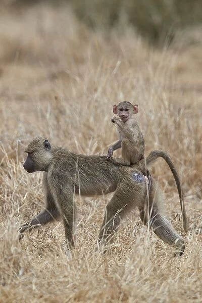Young yellow baboon (Papio cynocephalus) riding on its mother, Ruaha National Park