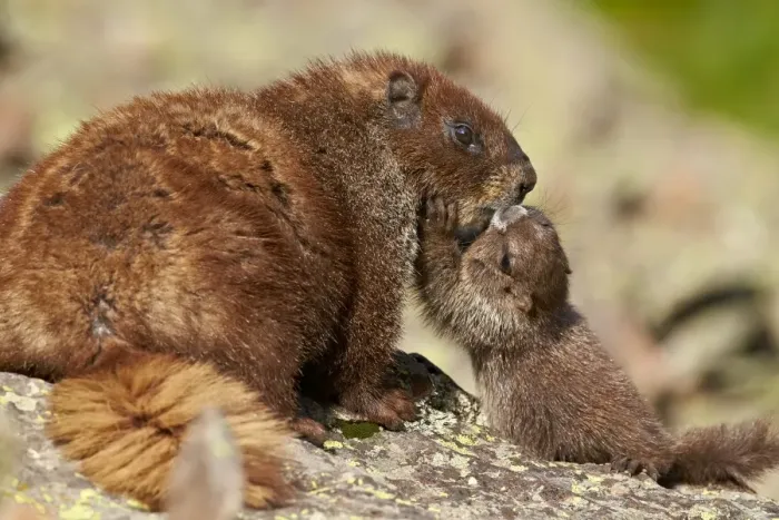 Framed Print : Young yellow-bellied marmot (yellowbelly marmot) (Marmota flaviventris) adult and young, San Juan National Forest, Colorado, United States of America, North America Framed Print : Young yellow-bellied marmot (yellowbelly marmot) (Marmota flaviventris) adult and young, San Juan National Forest, Colorado, United States of America, North America