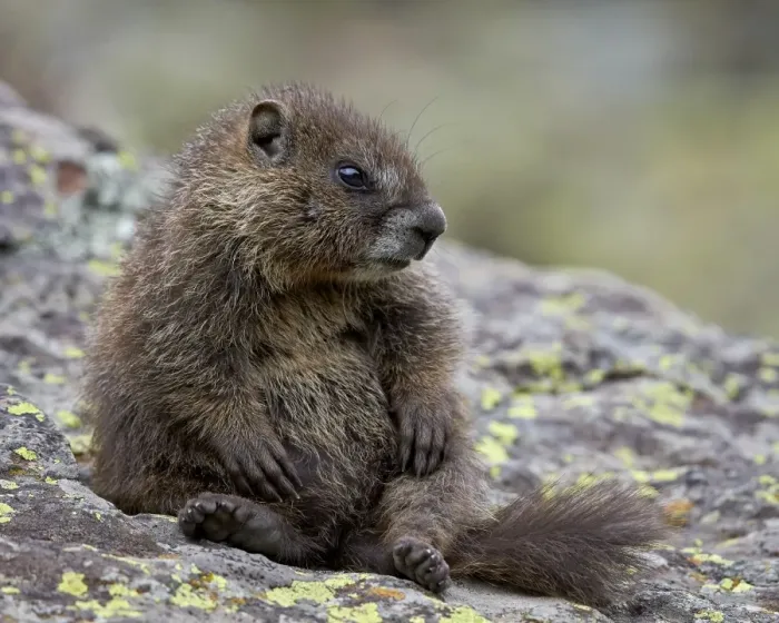 Framed Print : Young yellow-bellied marmot) (yellowbelly marmot) (Marmota flaviventris) sitting up, San Juan National Forest, Colorado, United States of America, North America Framed Print : Young yellow-bellied marmot) (yellowbelly marmot) (Marmota flaviventris) sitting up, San Juan National Forest, Colorado, United States of America, North America